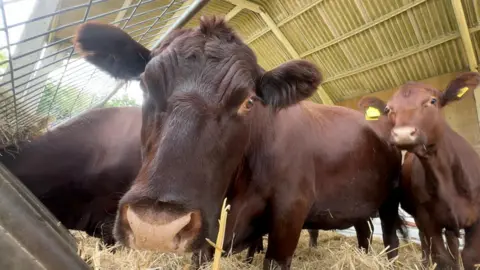 Jamie Niblock/BBC Cattle in a pen