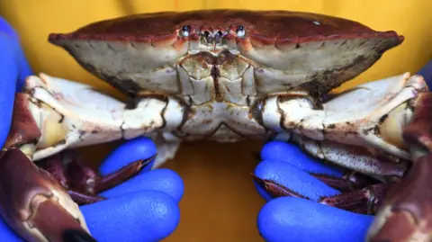 Getty Images A close up of a live brown crab being held by fisherman wearing blue gloves