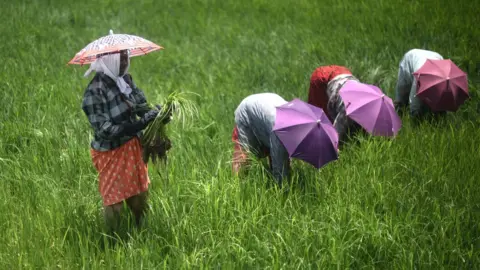 Getty Images Indian farm workers weed rice paddy at Kainakary in Kuttanad on July 28, 2022 in Kerala, India.