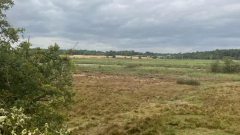 GUY CAMPBELL/BBC The landscape of the River Blyth showing trees in the background and grass in the foreground  