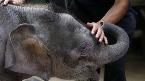 Getty A wildlife official plays with orphaned three-month-old baby Bornean elephant "Joe" in Malaysia's Sabah state