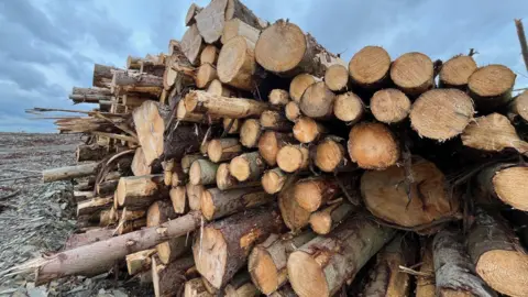 BBC/Brendon Williams Timber at Gorsedd Bran Forest in Denbighshire