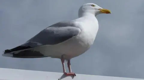 BBC A herring gull on top of roof, with a blue cloudy sky in the background.
