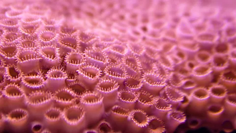 Getty Images Anenome in water (Credit: Getty Images)