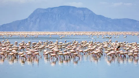 Cinoby/Getty Images Lake Natron is the only regular breeding site for the estimated 2.5 million lesser flamingos in East Africa (Credit: Cinoby/Getty Images)