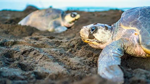 Getty Images Despite spending most of their lives at sea, we know far more about the time turtles spend on land (Credit: Getty Images)