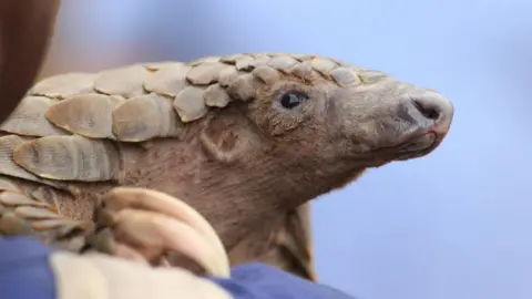 Getty Images pangolin