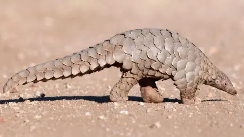 Getty Images pangolin