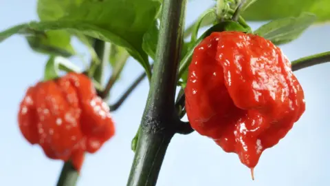 Science Photo Library A Carolina Reaper chilli