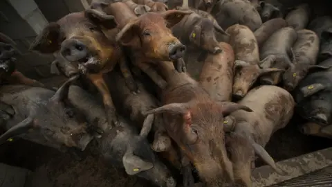 Getty Images Lots of pigs at a sty in Spain
