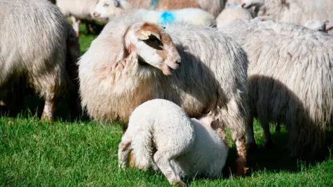 Getty Images Sheep on a farm