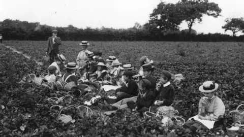 Getty Images Strawberry pickers on Hampshire farm in 1900
