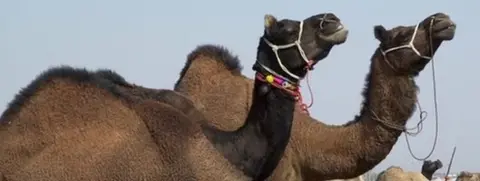 Camels