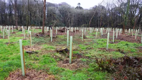 Getty   Afforestation