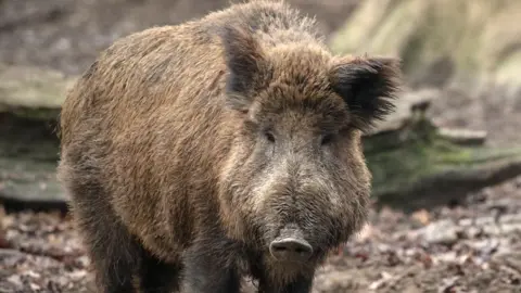 EPA A wild boar at the Wisentgehege deer park in Springe, northern Germany, 29 December 2018.