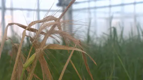 Genetically modified crops can only be grown in greenhouses under test conditions