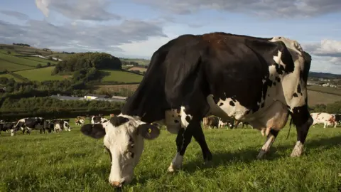 Getty Images Cows in a field