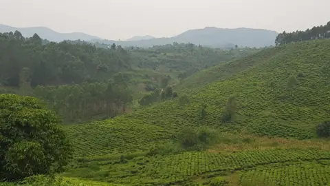 BBC/Patience Atuhaire  Green valley in Kanungu