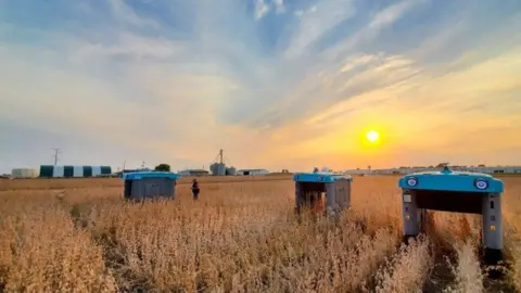 Mineral A photograph of a field at sunset shows three bridge-shaped robots - a central bar suspended by two pillars - drive over rows of crops