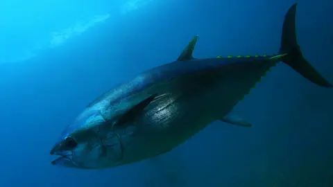 Getty Images A bluefin tuna