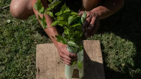 Getty Images A gardener plants a young hornbeam as part of Milan's reforesting project