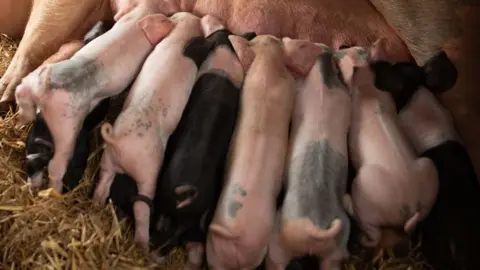 BBC Piglets