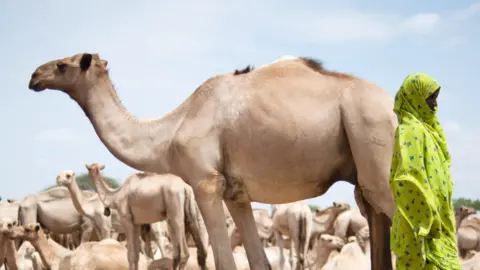 AFP A woman in Somalia standing by a camel in 2011