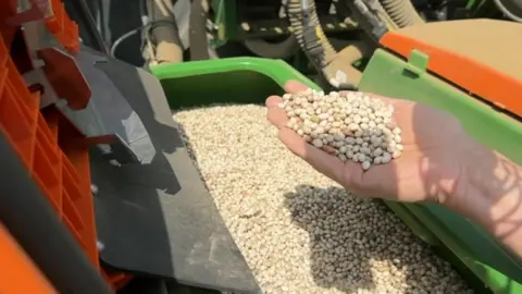 Haricot seeds being sown in Lincolnshire