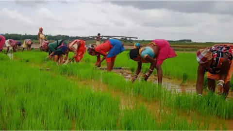 Shankar Patnaik Women planting rice