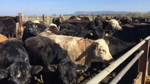 BBC A field full of cows