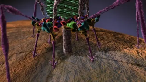 Michael Rossman/Purdue University Phage