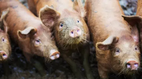Science Photo Library Pigs on a farm
