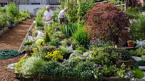 Alamy Community gardens like the one in Davie Village, Vancouver, Canada, enable urban residents to experience the benefits of farming fresh food (Credit: Alamy)