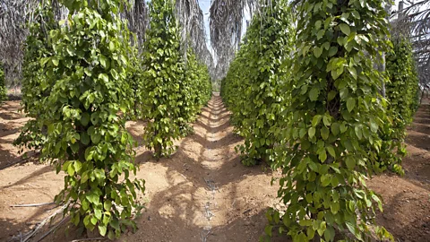 Andia/Getty Images Peppercorn vines grow up poles laid out in neatly lined plots (Credit: Andia/Getty Images)
