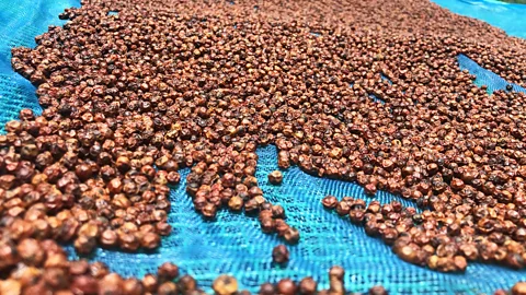 Robert Reid Kampot pepper has earned Protected Geographical Indication (PGI) status from the World Trade Organization (Credit: Robert Reid)
