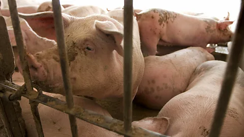 Mario Vazquez/Getty Images When exposed to swine flu, sometimes our immune systems are able to side-step their usual blunder (Credit: Mario Vazquez/Getty Images)