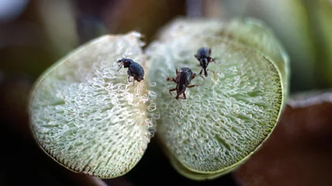 Alamy The larvae of the Salvinia weevil are highly destructive and can bring a freshwater habtitat back into ecological balance (Credit: Alamy)