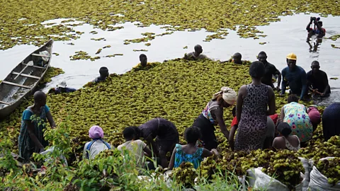 AMMCO Removing Salivinia by hand is very labour intensive, but so far it is the only method that has been attempted at Lake Ossa (Credit: AMMCO)