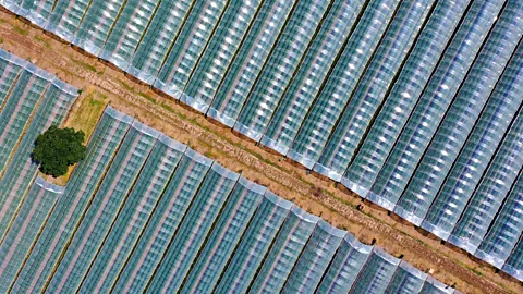 Getty Images Today many commercial vegetable growers use polytunnels or greenhouses.Carefully monitoring crops in these environments can help to boost productivity (Credit: Getty Images)