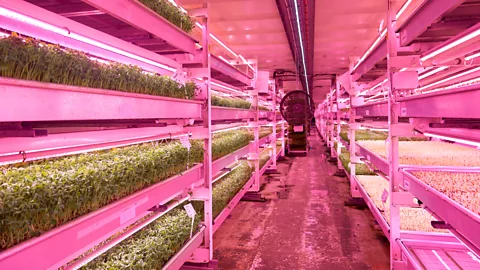 Getty Images The central corridor of a vertical farm in London, England (Credit: Getty Images)