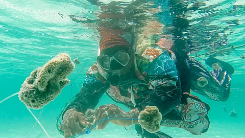Lauraclara Cosmas Sea sponges play an important role in combating climate change by controlling the carbon cycle in the ocean (Credit: Lauraclara Cosmas)