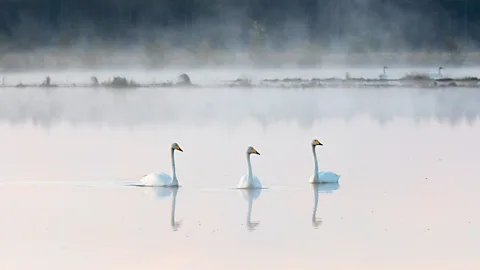 Mika Honkalinna Three swans in on the water Linnunsuo wetland, in Finland (Credit: Mika Honkalinna)