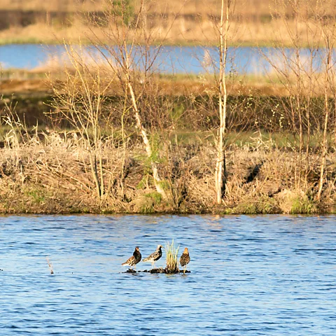 Mika Honkalinna Some 205 birds have returned to Linnunsuo wetland since the rewilding project began (Credit: Mika Honkalinna)
