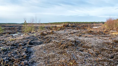 Antoine Scherer Linnunsuo wetland was a barren "moonscape" in the past (Credit: Antoine Scherer)