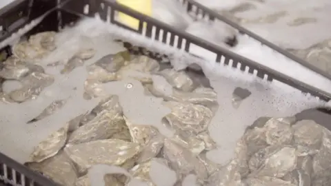 BBC Oysters in water in a tray