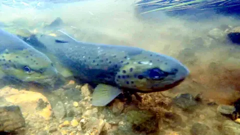 Chris Conroy Wild brown trout spawning