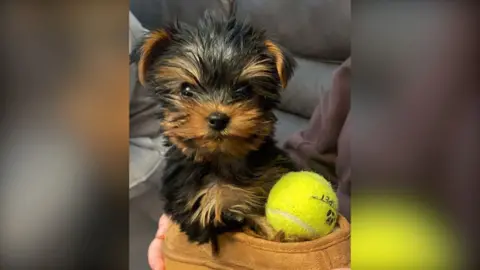 Family handout A Yorkshire terrier puppy which has brown and tan shaggy hair. It is sitting inside a brown slipper with a yellow tennis ball beside it.