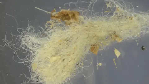 University of Manchester Very close image of yellowish fibers that appear to be floating in water