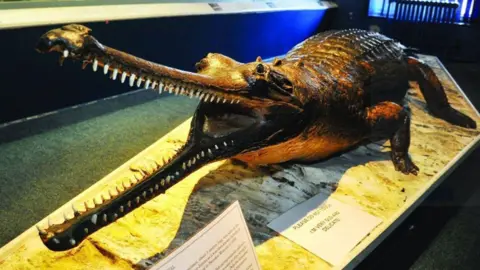 Swindon Borough Council A stuffed gharial on display in a museum. The gharial looks similar to a crocodile and has its long jaws wide open displaying its sharp teeth.