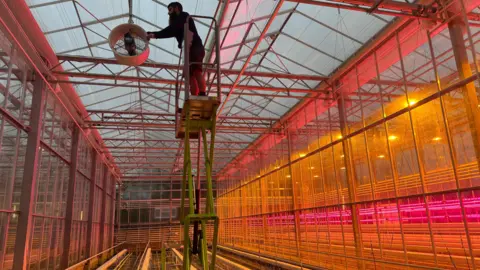 BBC A man with a beard is on a scissor lift, a large metal lift which has taken him to the top of the greenhouse where he's adjusting a ceiling fan. Everything is lit with pink and orange lighting with metal girders and glass panels making up most of the picture. 